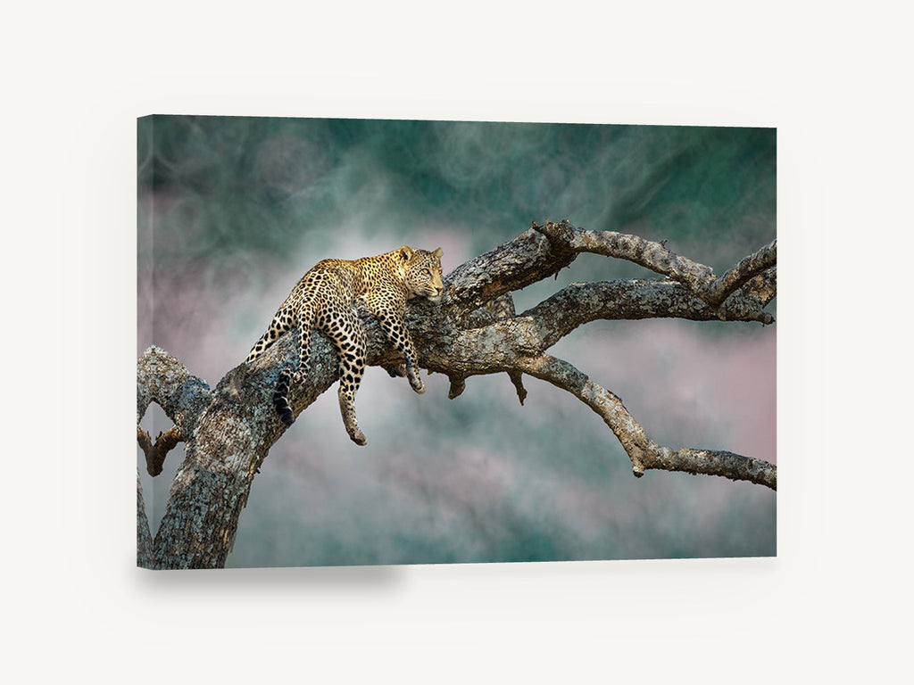 Leopard at Rest, resting leopard in tree photograph, animal canvas wall art print ready to hang