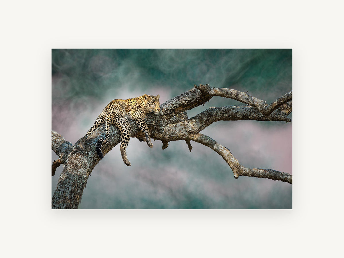 Leopard at Rest, resting leopard in tree photograph, animal canvas wall art print, front view