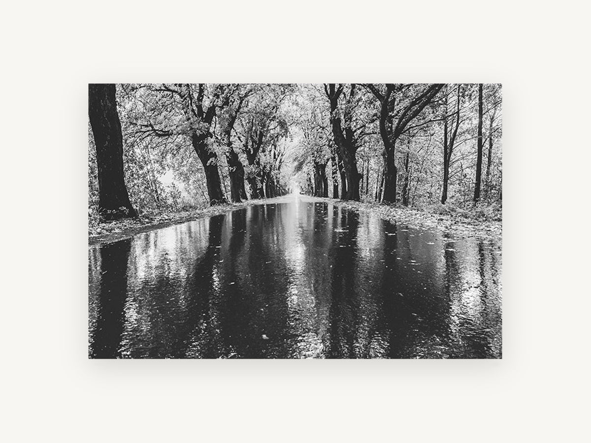 Rain Along the Avenue, black and white tree avenue photograph, landscape canvas wall art print, front view