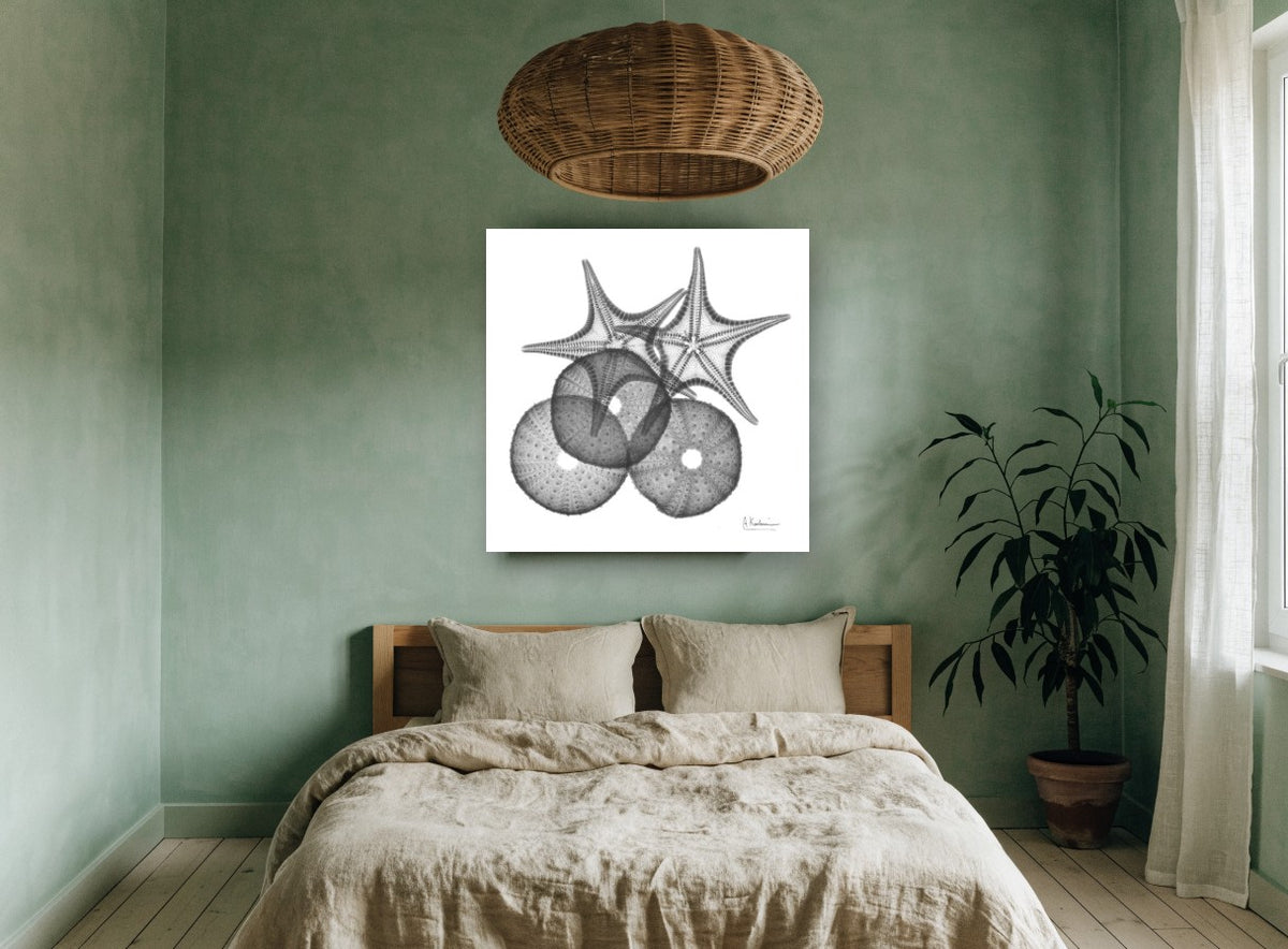 Starfish and Urchin X-ray coastal canvas print on the wall of a bedroom