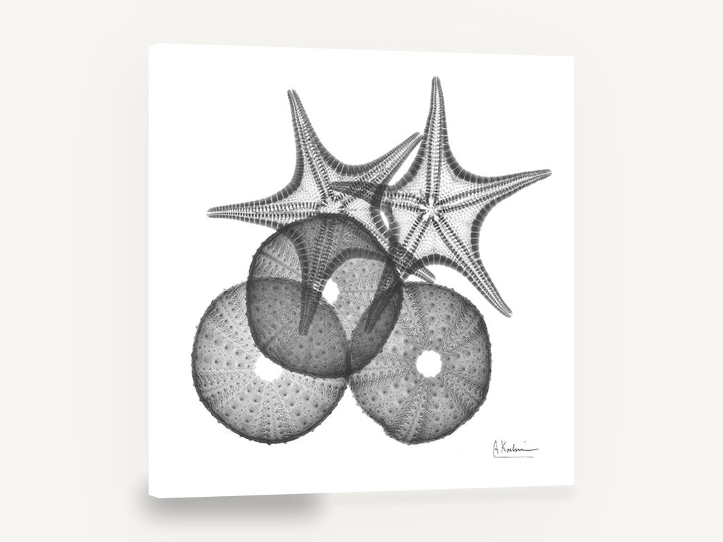 Starfish and Urchin X-ray, starfish sea urchin x-ray black and white, coastal canvas wall art print ready to hang