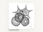 Starfish and Urchin X-ray, starfish sea urchin x-ray black and white, coastal canvas wall art print ready to hang