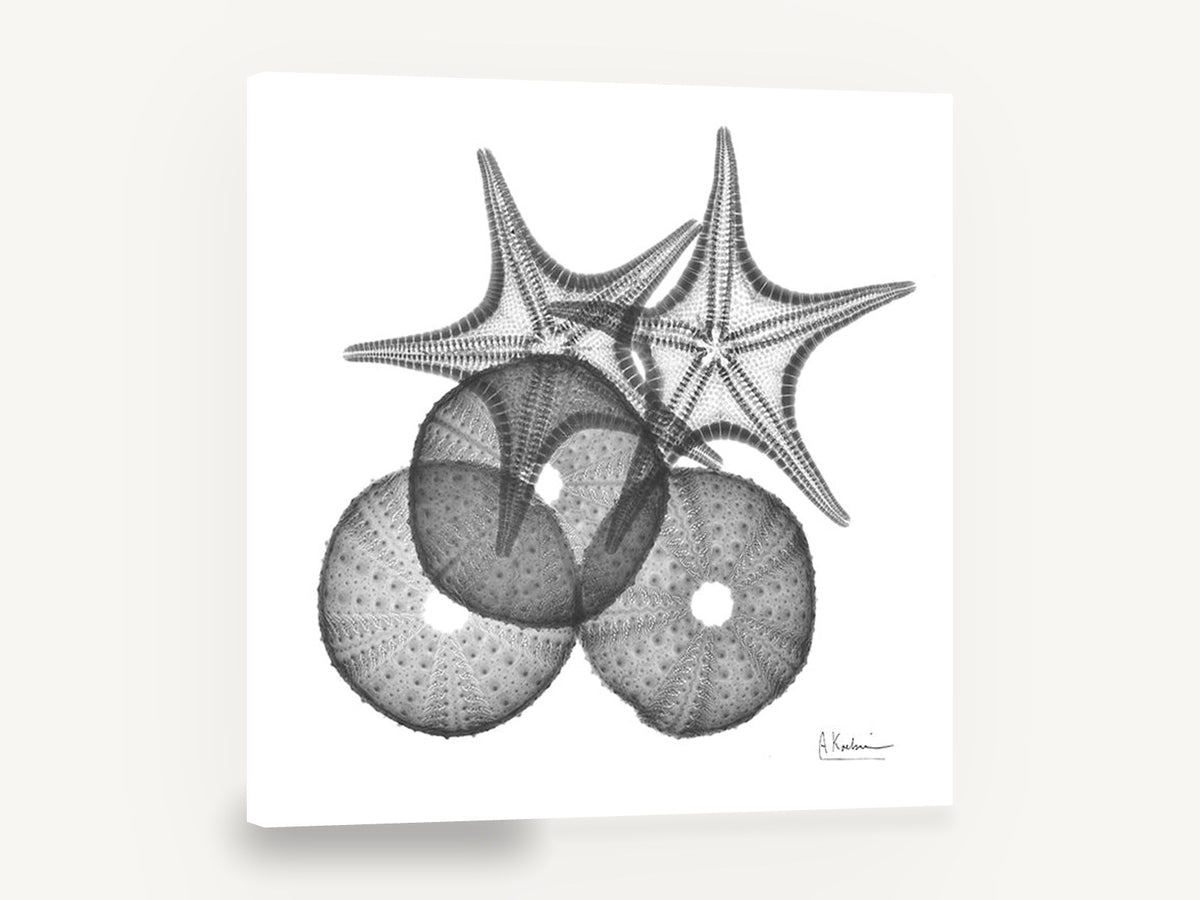 Starfish and Urchin X-ray, starfish sea urchin x-ray black and white, coastal canvas wall art print ready to hang