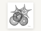 Starfish and Urchin X-ray, coastal canvas wall art print, front view