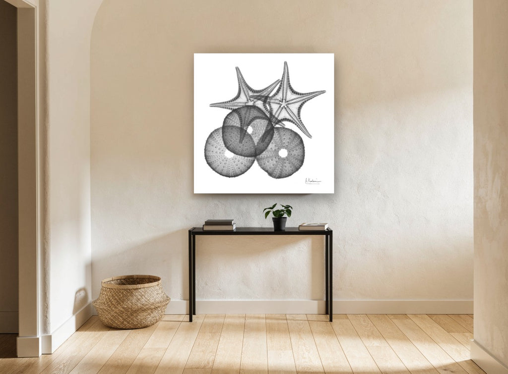 Starfish and Urchin X-ray coastal canvas print on the wall of a hallway