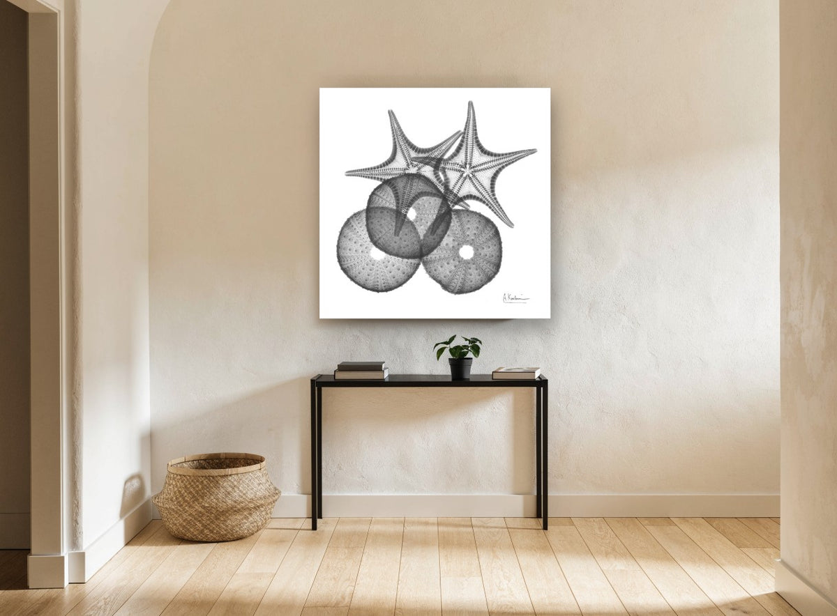Starfish and Urchin X-ray coastal canvas print on the wall of a hallway