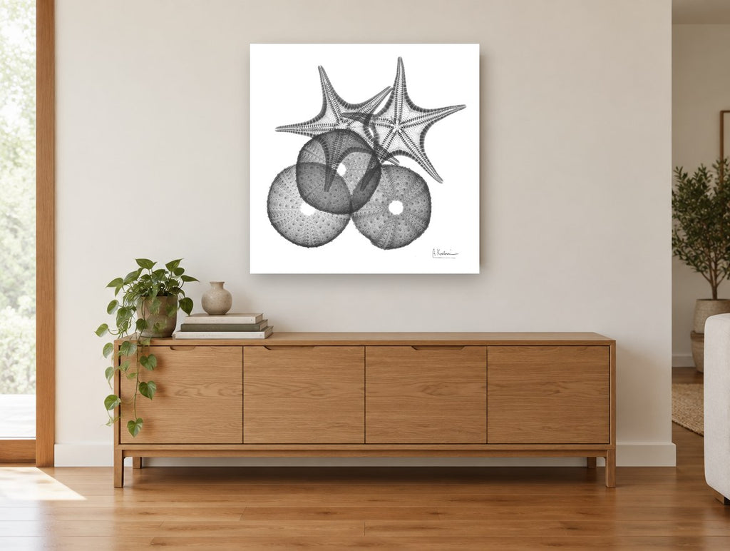 Starfish and Urchin X-ray coastal canvas print on the wall of a living room above a sideboard