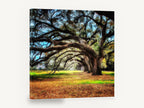 Arching Oak Avenue, live oak avenue autumn photograph, floral canvas wall art print ready to hang