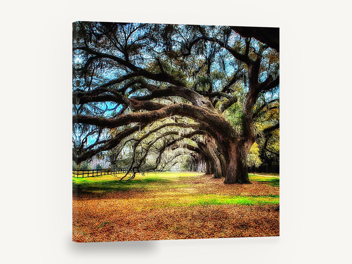 Arching Oak Avenue, live oak avenue autumn photograph, floral canvas wall art print ready to hang