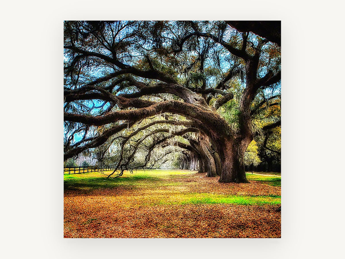 Arching Oak Avenue, floral canvas wall art print, front view