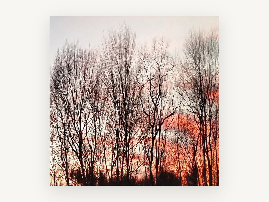 Bare Trees at Dusk, floral canvas wall art print, front view