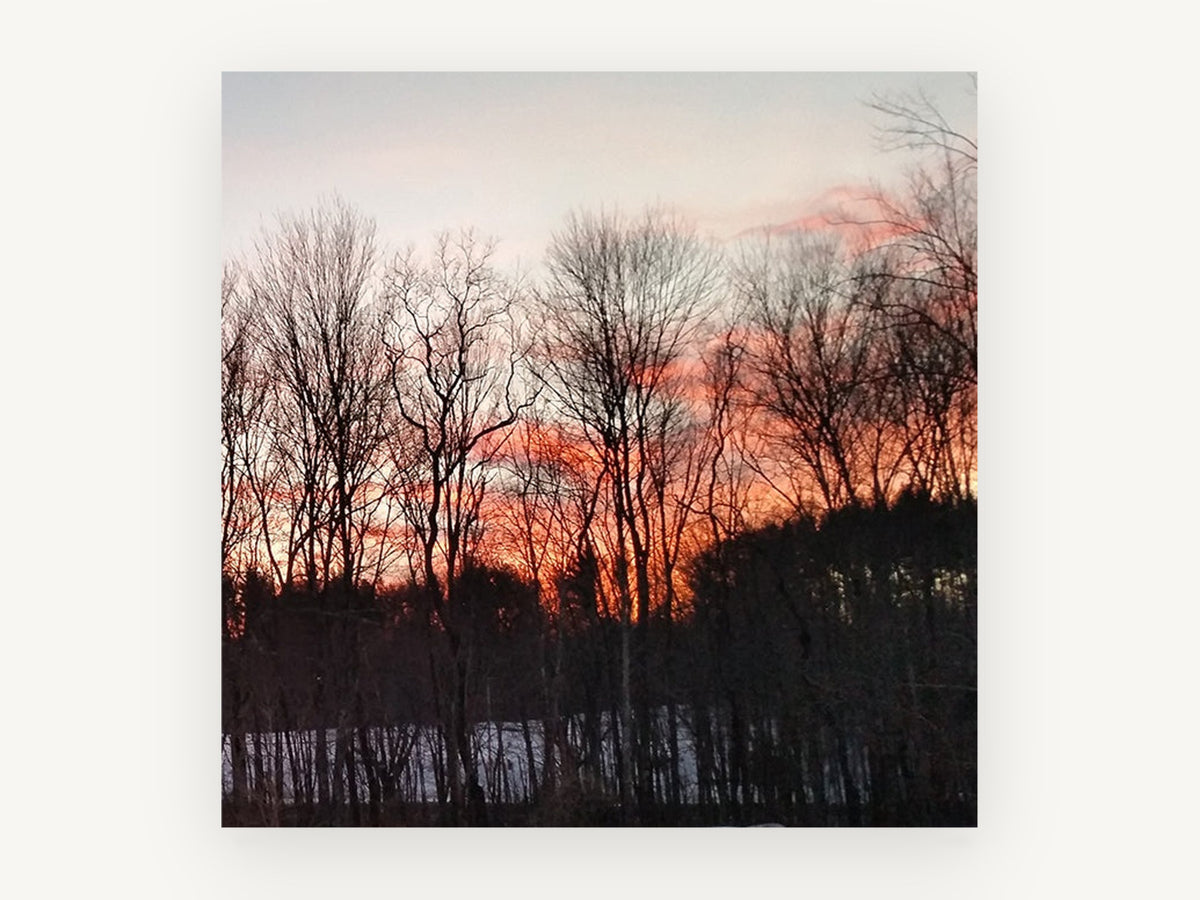Winter Trees at Dusk, floral canvas wall art print, front view