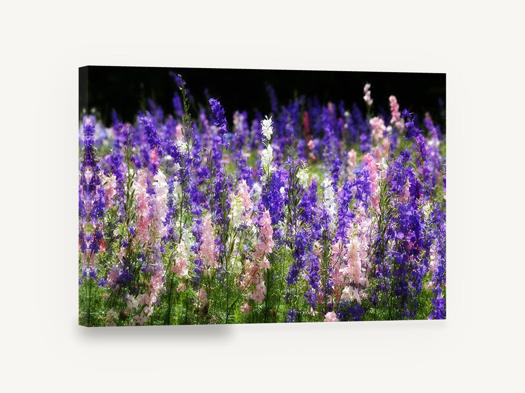 Larkspur Meadow Glow, purple pink larkspur meadow photograph, floral canvas wall art print ready to hang
