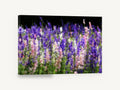 Larkspur Meadow Glow, purple pink larkspur meadow photograph, floral canvas wall art print ready to hang