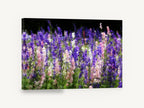 Larkspur Meadow Glow, purple pink larkspur meadow photograph, floral canvas wall art print ready to hang
