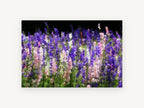 Larkspur Meadow Glow, floral canvas wall art print, front view