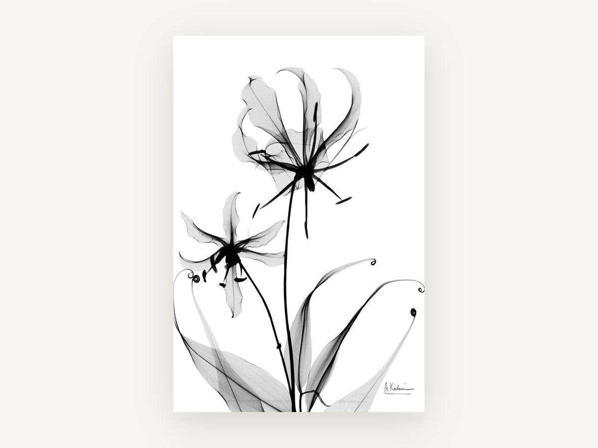 Gloriosa Lily Shadows, floral canvas wall art print, front view
