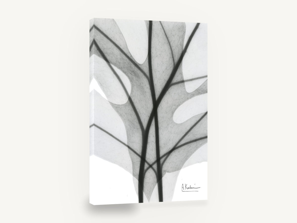 Shadow Lobed Leaf, lobed leaf x-ray black and white, floral canvas wall art print ready to hang