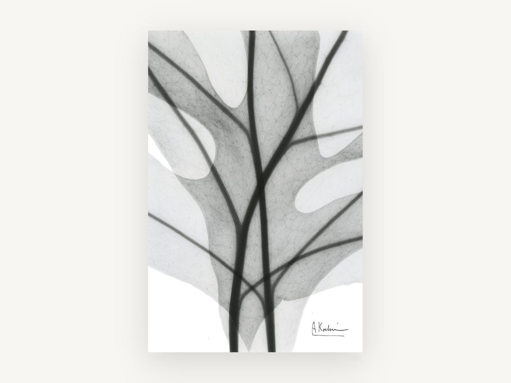 Shadow Lobed Leaf, floral canvas wall art print, front view