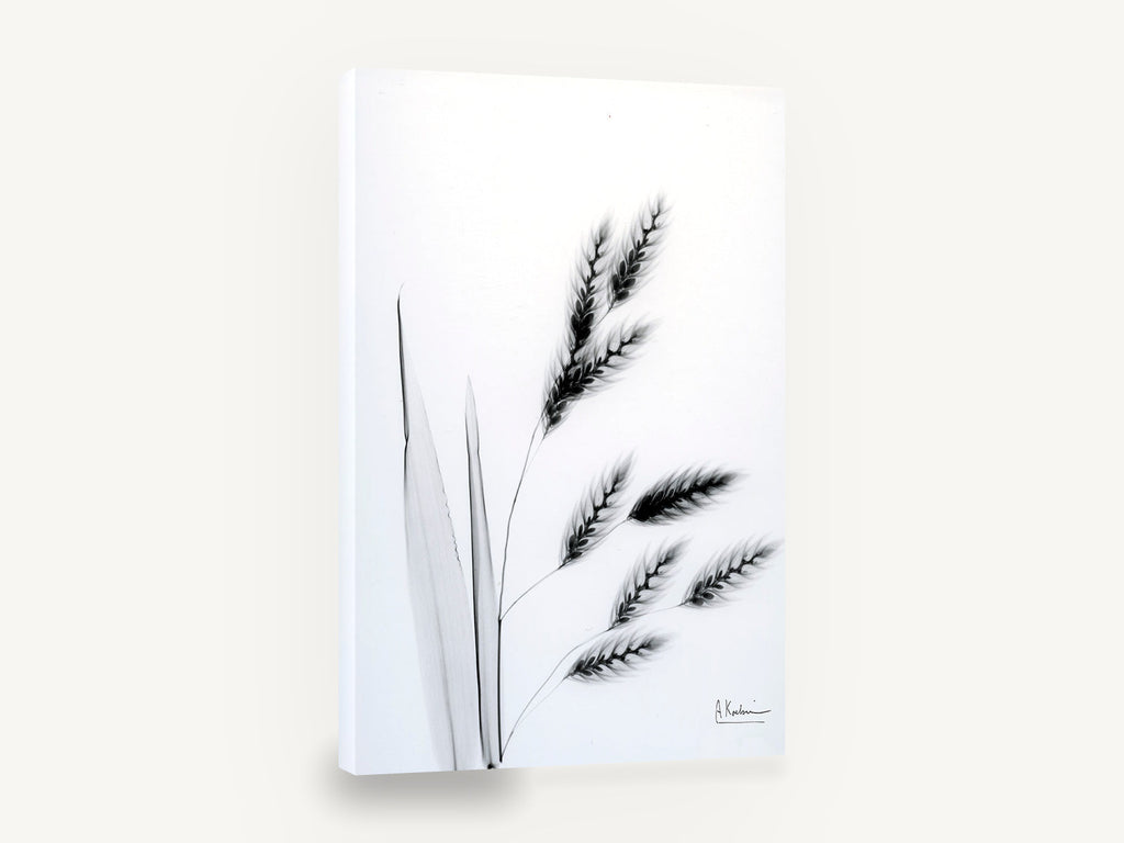 Drifting Oat Heads, oat grass x-ray black and white, floral canvas wall art print ready to hang