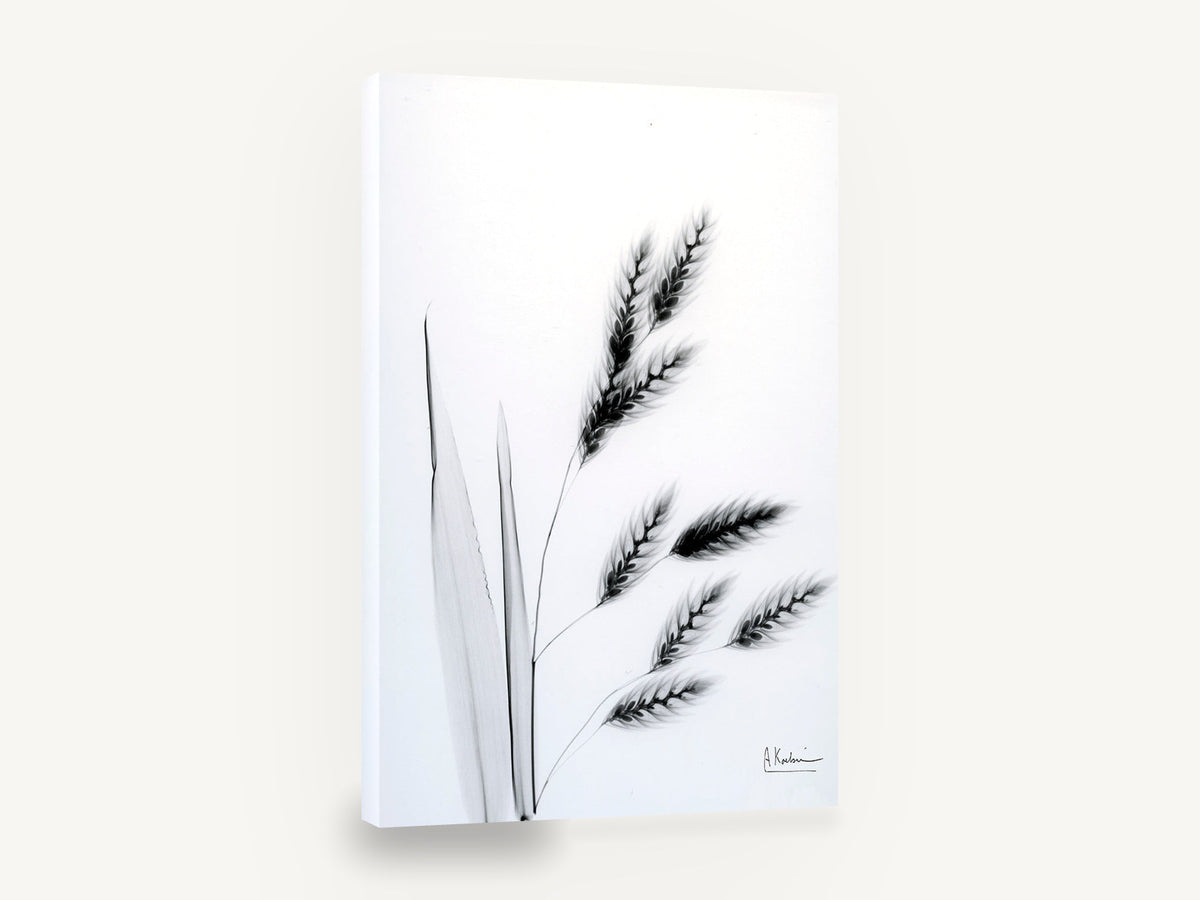 Drifting Oat Heads, oat grass x-ray black and white, floral canvas wall art print ready to hang