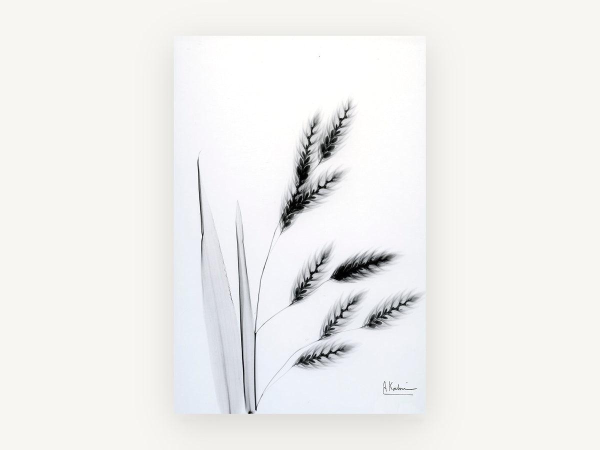 Drifting Oat Heads, floral canvas wall art print, front view