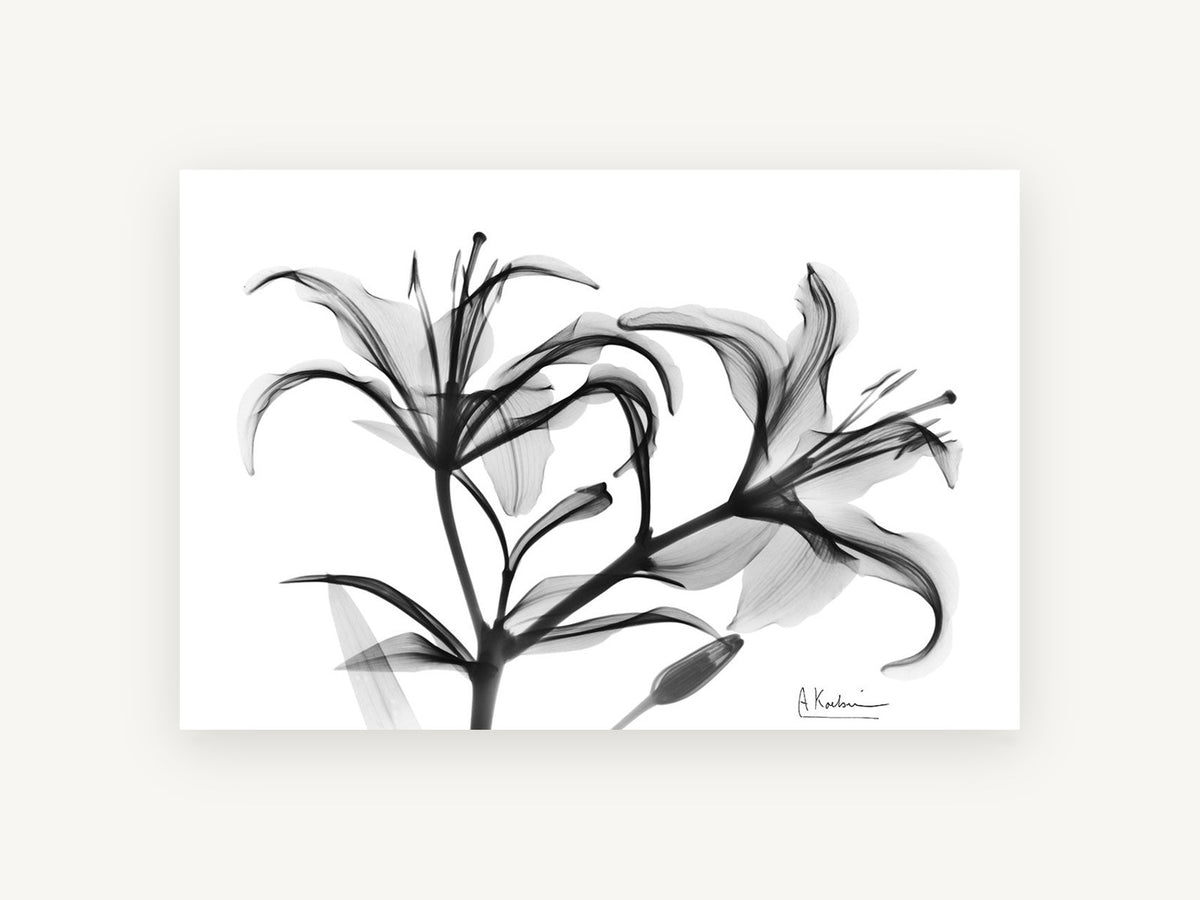 Lily Spray in Grey, floral canvas wall art print, front view