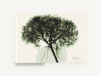 Green Hydrangea X-Ray, hydrangea x-ray botanical green, floral canvas wall art print ready to hang