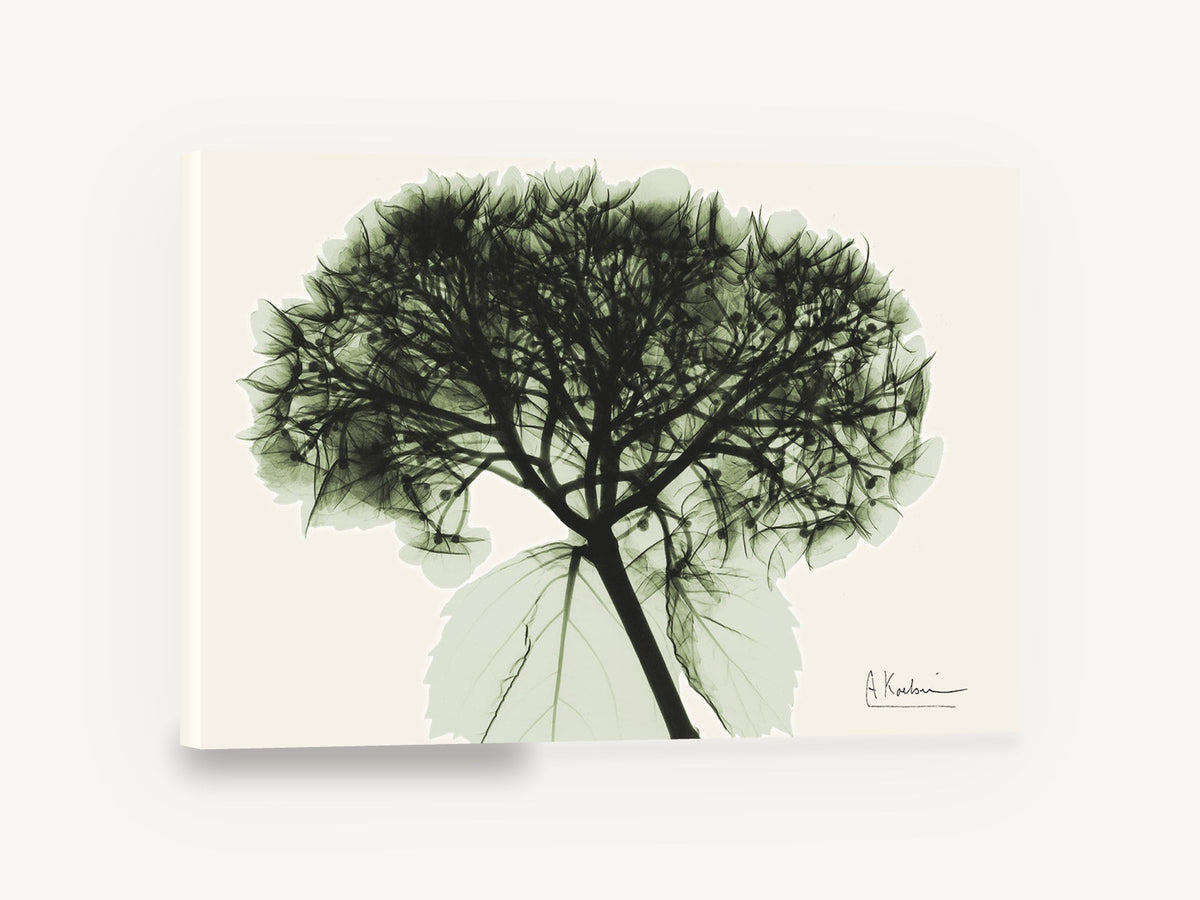 Green Hydrangea X-Ray, hydrangea x-ray botanical green, floral canvas wall art print ready to hang