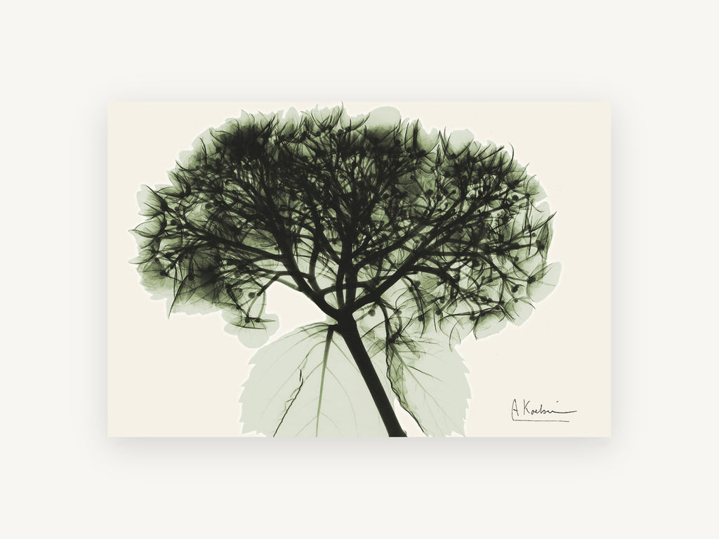 Green Hydrangea X-Ray, floral canvas wall art print, front view