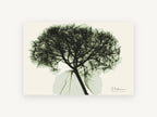 Green Hydrangea X-Ray, floral canvas wall art print, front view