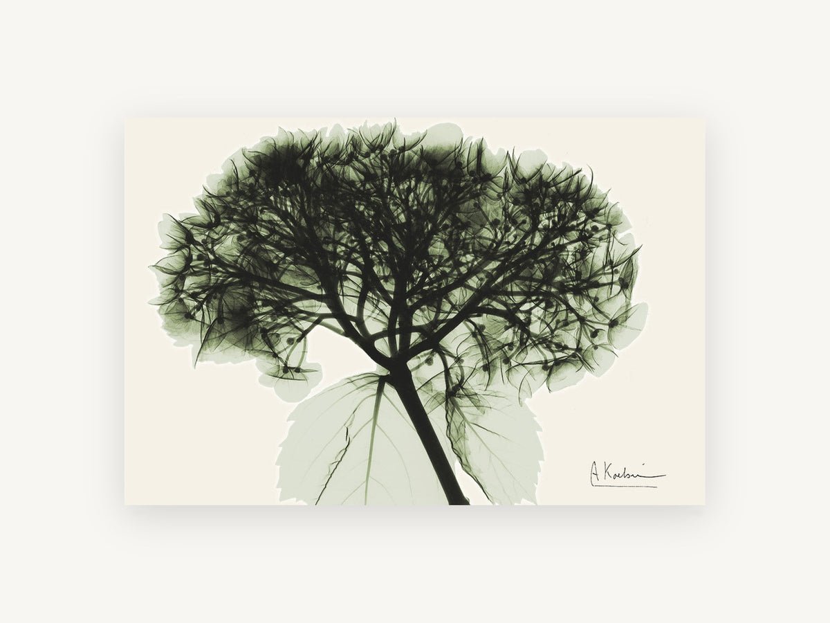 Green Hydrangea X-Ray, floral canvas wall art print, front view