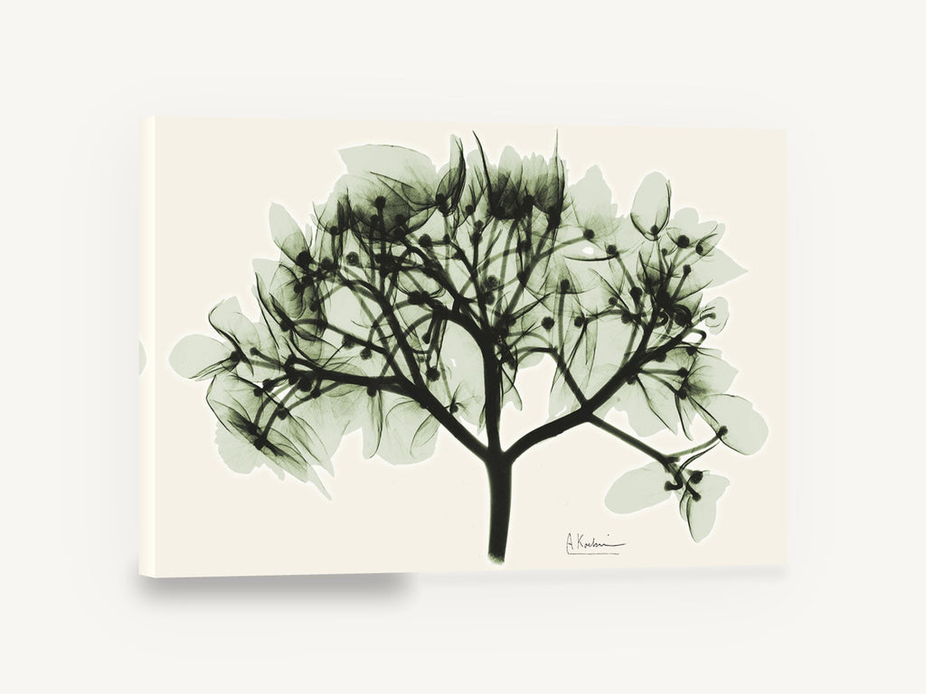 Sage Hydrangea X-ray, hydrangea x-ray botanical sage green, floral canvas wall art print ready to hang