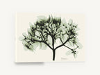 Sage Hydrangea X-ray, hydrangea x-ray botanical sage green, floral canvas wall art print ready to hang