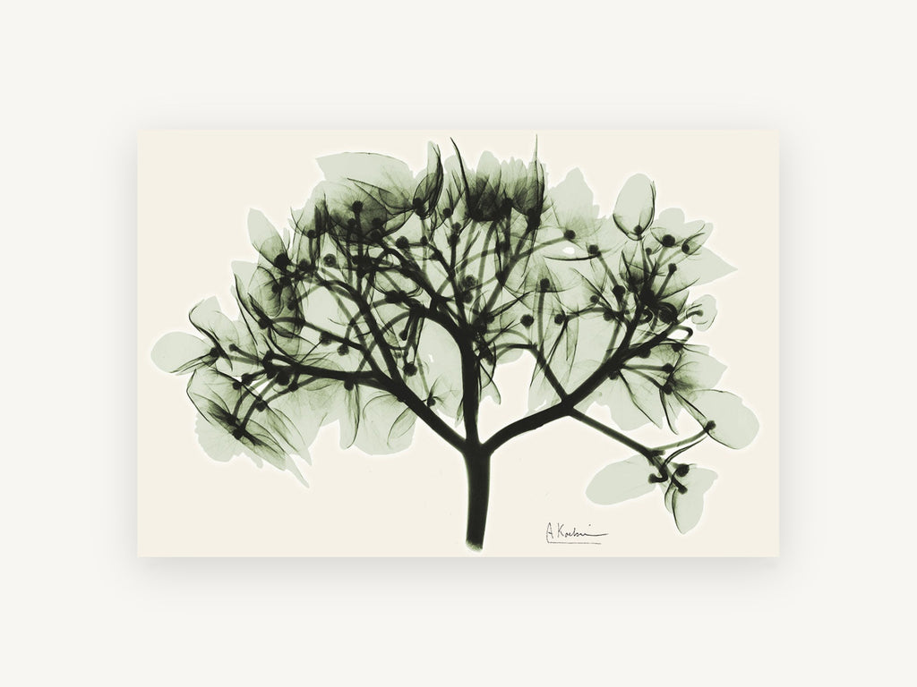 Sage Hydrangea X-ray, floral canvas wall art print, front view