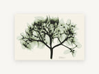 Sage Hydrangea X-ray, floral canvas wall art print, front view