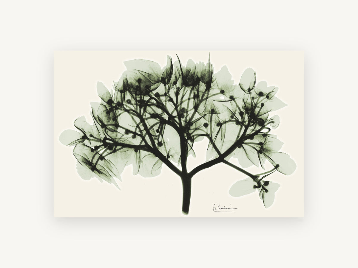 Sage Hydrangea X-ray, floral canvas wall art print, front view