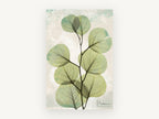 Sage Eucalyptus Veil, floral canvas wall art print, front view
