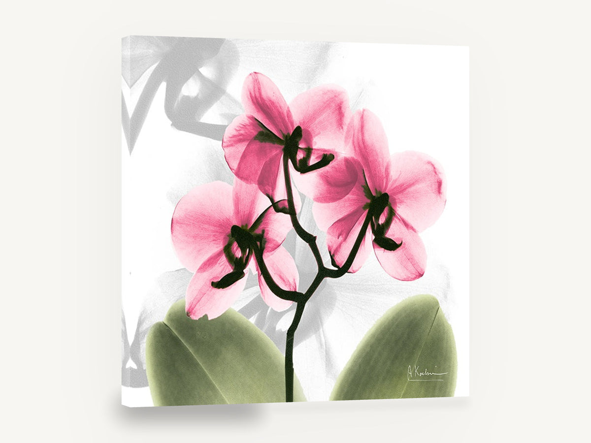 Pink Orchid Glow, pink orchid x-ray style floral, floral canvas wall art print ready to hang