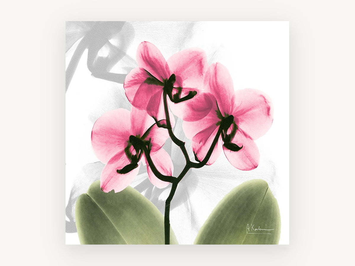 Pink Orchid Glow, floral canvas wall art print, front view
