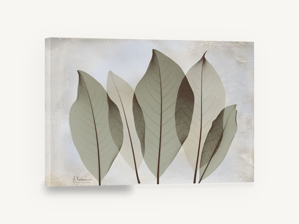 Translucent Sage Leaves, magnolia leaf sage green botanical, floral canvas wall art print ready to hang
