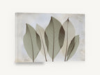 Translucent Sage Leaves, magnolia leaf sage green botanical, floral canvas wall art print ready to hang