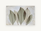 Translucent Sage Leaves, floral canvas wall art print, front view