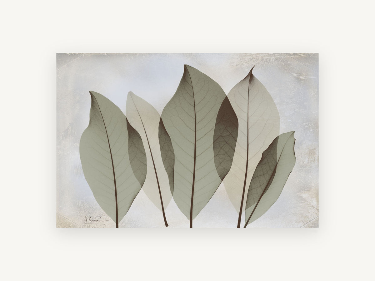 Translucent Sage Leaves, floral canvas wall art print, front view