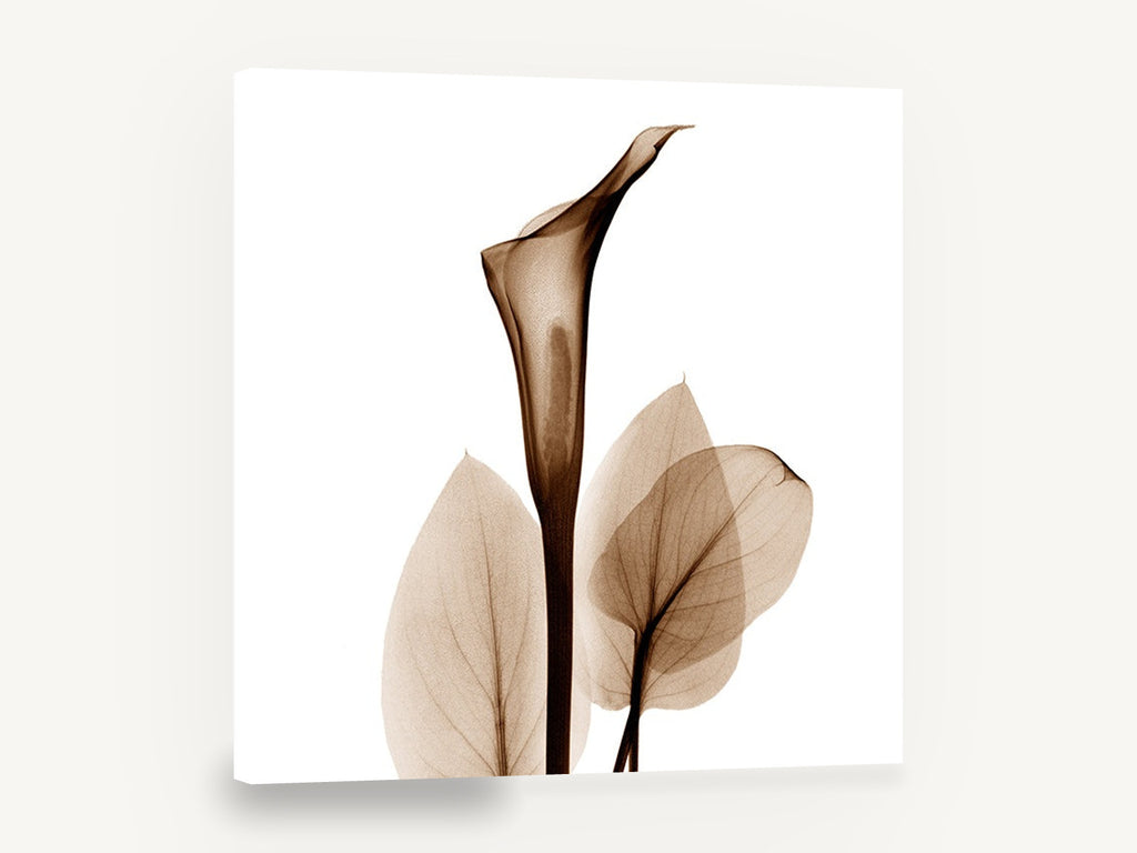 Sepia Calla Veil, sepia calla lily x-ray botanical, floral canvas wall art print ready to hang