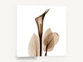 Sepia Calla Veil, sepia calla lily x-ray botanical, floral canvas wall art print ready to hang