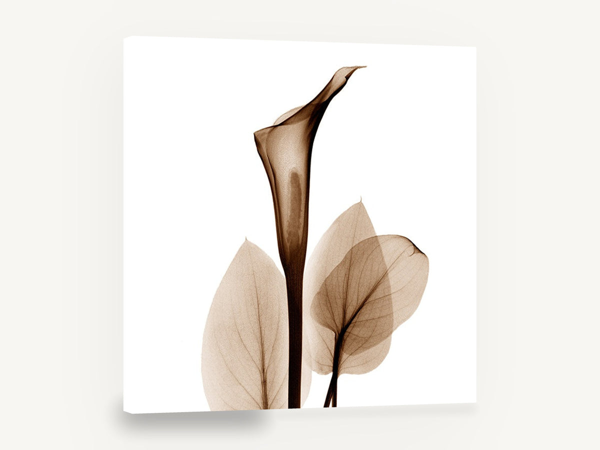 Sepia Calla Veil, sepia calla lily x-ray botanical, floral canvas wall art print ready to hang