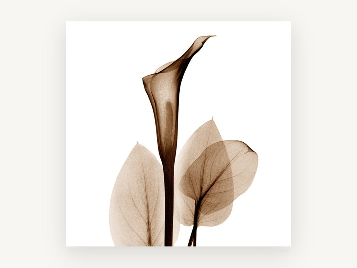 Sepia Calla Veil, floral canvas wall art print, front view