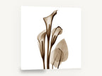 Sepia Calla Trio, sepia calla lily x-ray botanical, floral canvas wall art print ready to hang