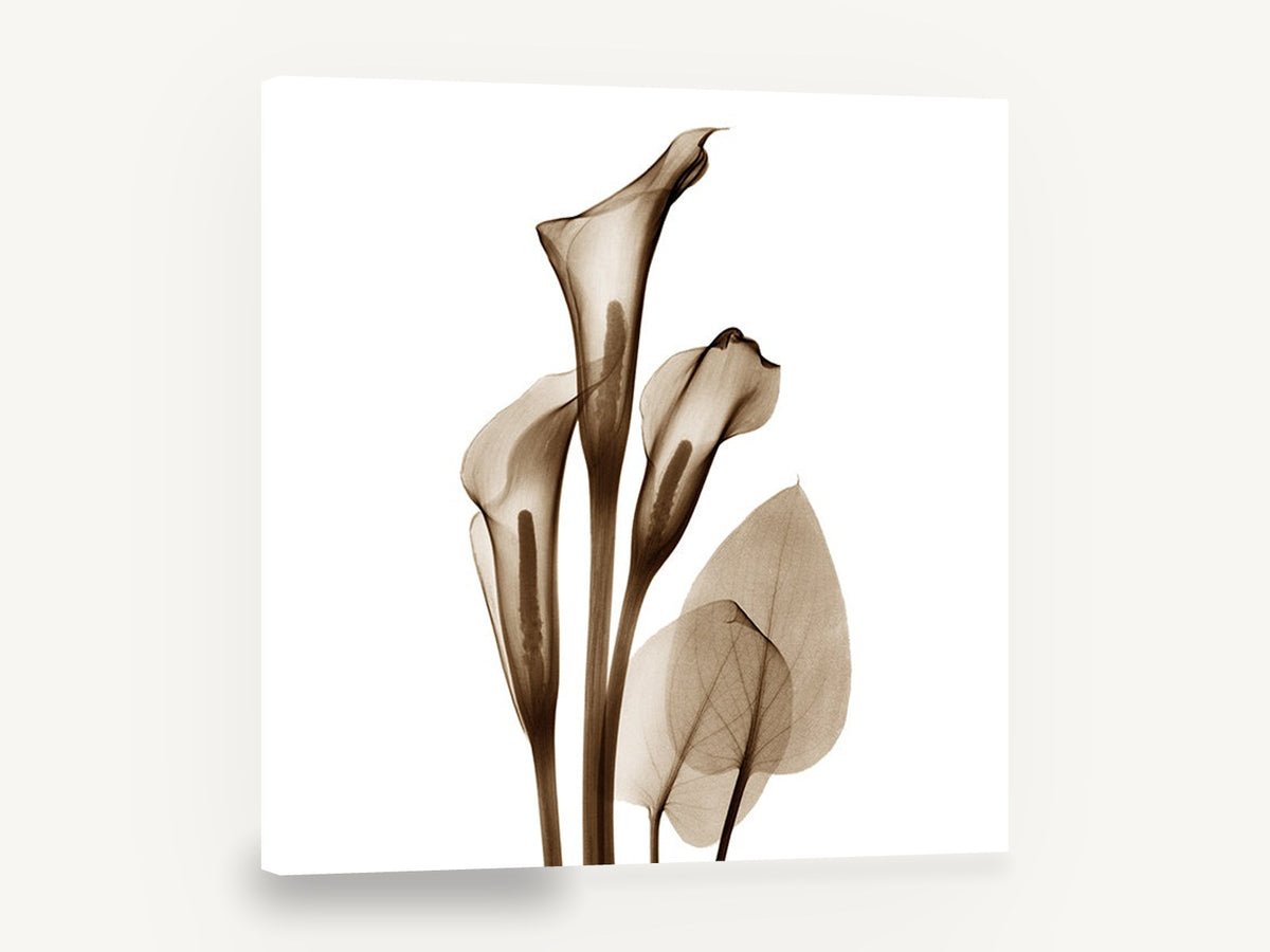 Sepia Calla Trio, sepia calla lily x-ray botanical, floral canvas wall art print ready to hang